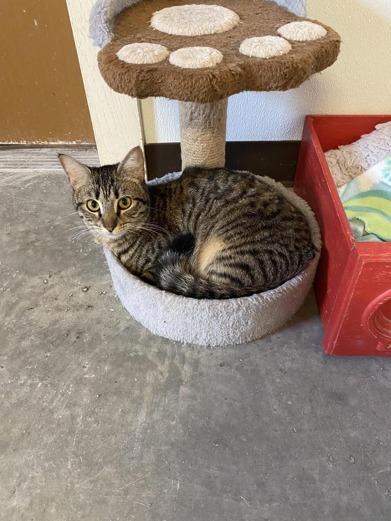 Kylo, an adoptable American Shorthair in Fulton, TX, 78358 | Photo Image 1