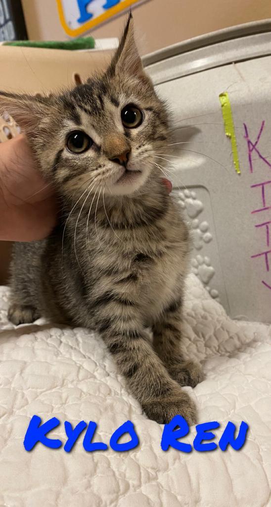 Kylo, an adoptable American Shorthair in Fulton, TX, 78358 | Photo Image 2