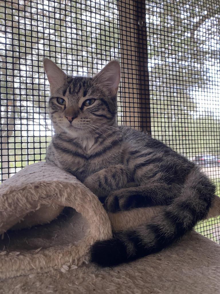 Kylo, an adoptable American Shorthair in Fulton, TX, 78358 | Photo Image 3