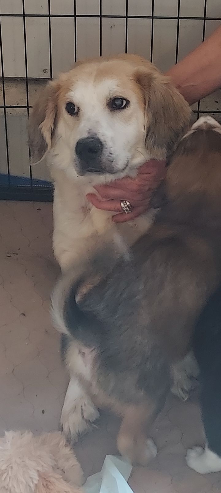 Beagle hot sale pyrenees mix