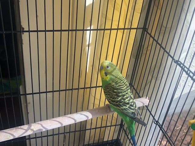 No Name Parakeets (3), an adoptable Budgie / Budgerigar in North Babylon, NY_image-1