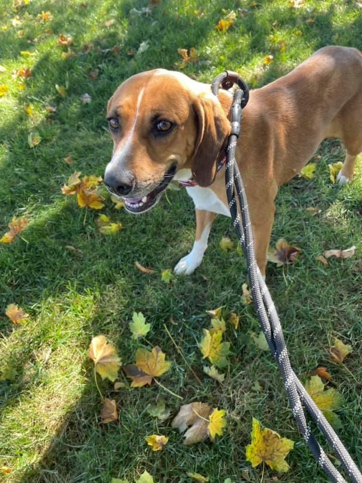 Jynx, an adoptable Hound in Medford, NY_image-3