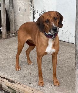 Puddin, an adoptable Hound in Medford, NY_image-1