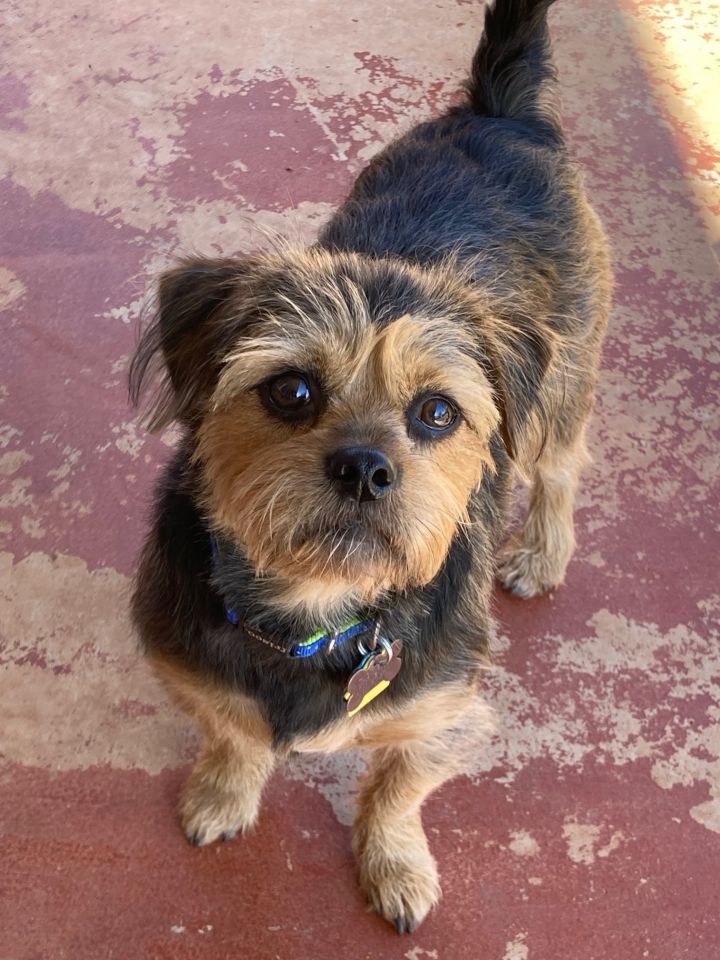 Rocky, an adopted Yorkshire Terrier Mix in Oklahoma City, OK_image-3
