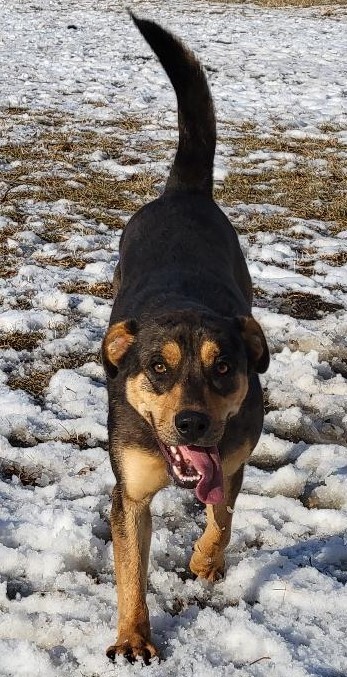 Edgar, an adoptable German Shepherd Dog Mix in Clear Lake, IA_image-1