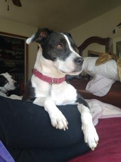 Rat terrier hot sale and pitbull mix