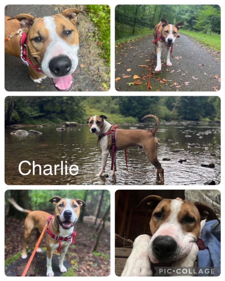 Charlie 3