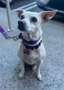 Jillie, an adoptable Terrier, Chihuahua in San Diego, CA, 92102 | Photo Image 1