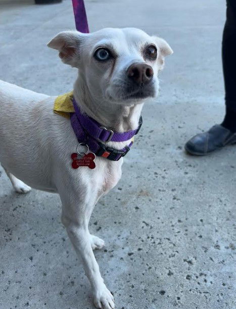 Jillie, an adoptable Terrier, Chihuahua in San Diego, CA, 92102 | Photo Image 2