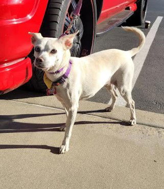 Jillie, an adoptable Terrier, Chihuahua in San Diego, CA, 92102 | Photo Image 3