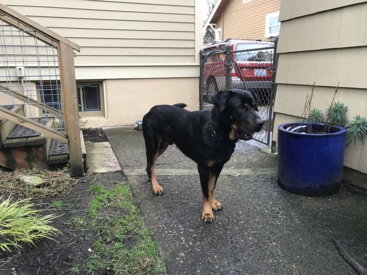 Max, an adopted Rottweiler in Portland, OR_image-2