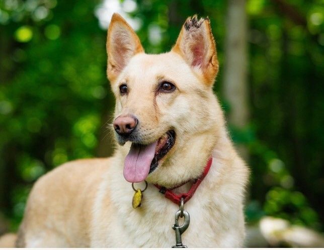 Taylor, an adoptable Shepherd in North Haven, CT, 06473 | Photo Image 1