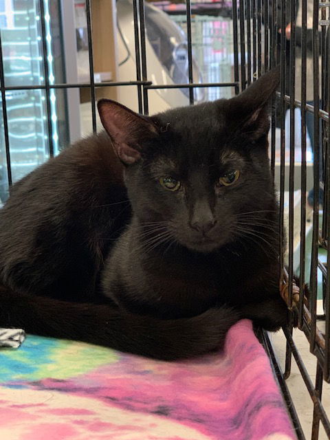 Boo, an adoptable Domestic Short Hair in Crescent, OK, 73028 | Photo Image 1