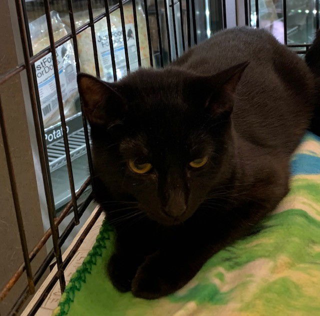 Peek, an adoptable Domestic Short Hair in Crescent, OK, 73028 | Photo Image 1