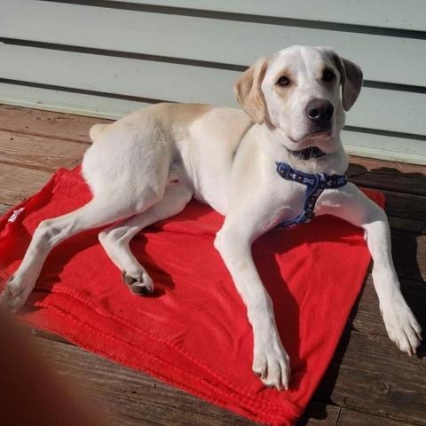 Mario, an adoptable Labrador Retriever, Mixed Breed in Baldwin, WI, 54002 | Photo Image 1