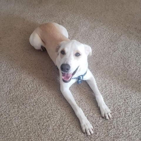 Mario, an adoptable Labrador Retriever, Mixed Breed in Baldwin, WI, 54002 | Photo Image 2