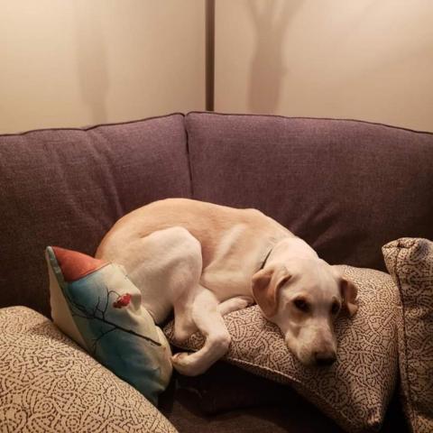 Mario, an adoptable Labrador Retriever, Mixed Breed in Baldwin, WI, 54002 | Photo Image 4