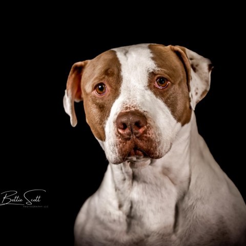 Phoenix, an adoptable Staffordshire Bull Terrier in Baldwin, WI, 54002 | Photo Image 1