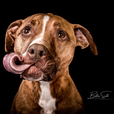 Penelope, an adoptable Labrador Retriever, Pit Bull Terrier in Baldwin, WI, 54002 | Photo Image 1