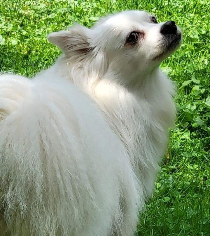 Luna Marie, an adoptable American Eskimo Dog in Rochester, NY_image-2