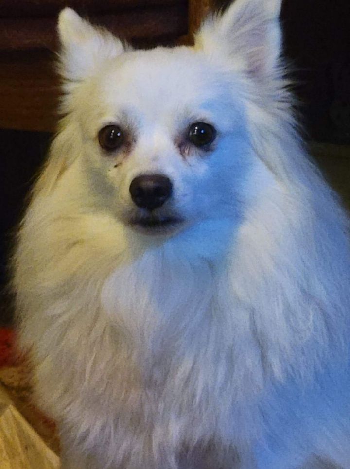 Luna Marie, an adopted American Eskimo Dog in Rochester, NY_image-2