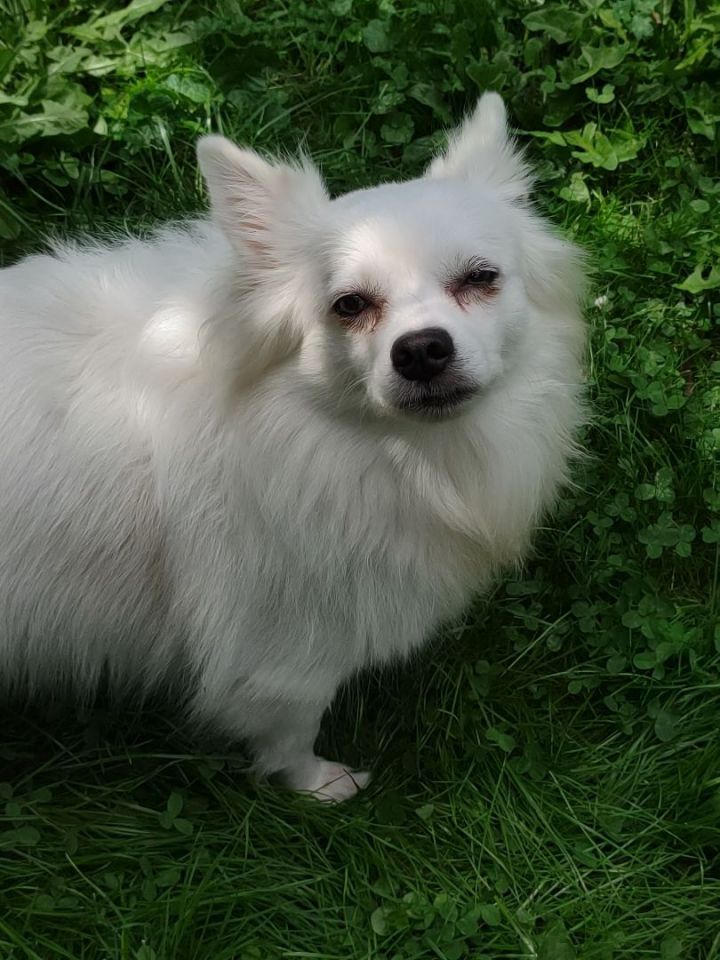 Luna Marie, an adopted American Eskimo Dog in Rochester, NY_image-3