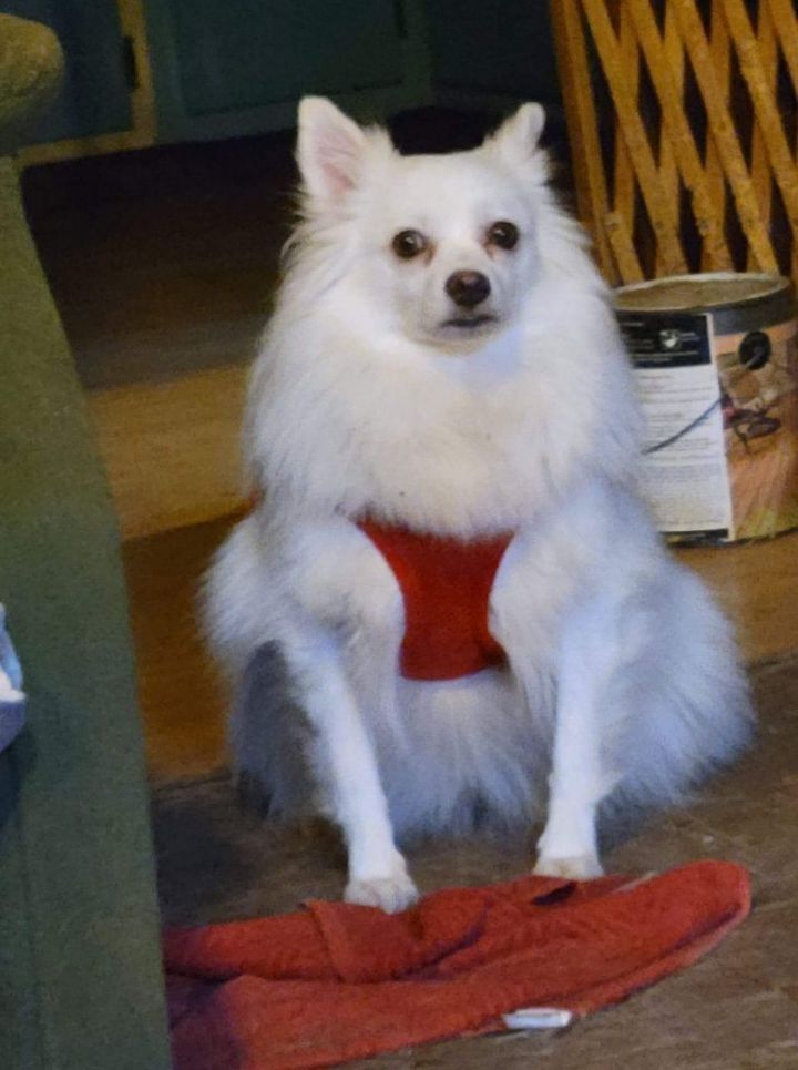 Luna, an adoptable American Eskimo Dog in Rochester, NY_image-4