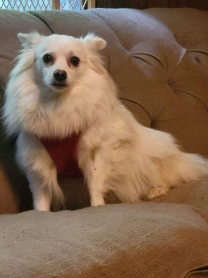 Luna Marie, an adoptable American Eskimo Dog in Rochester, NY_image-6