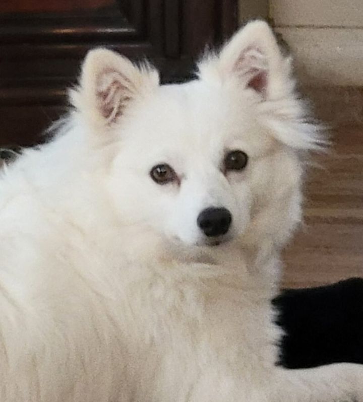 Thelma, an adoptable American Eskimo Dog in Rochester, NY_image-5