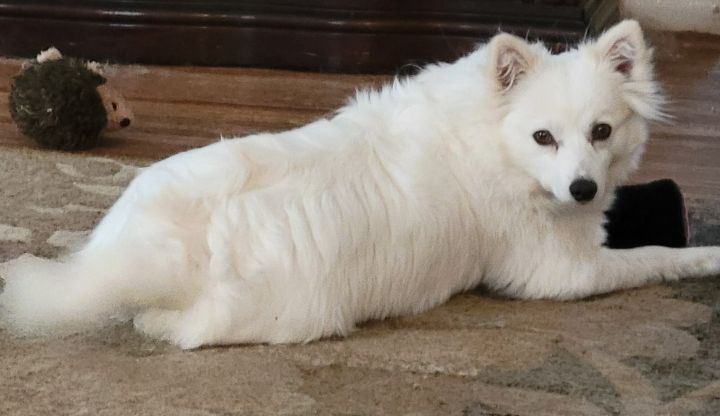 Thelma, an adoptable American Eskimo Dog in Rochester, NY_image-6