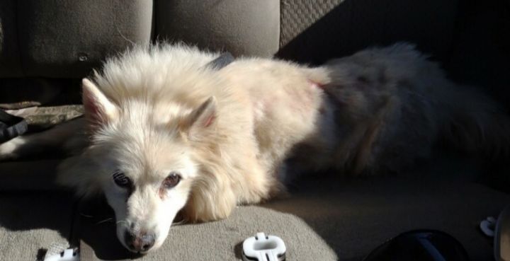 Diddy-ADOPTED!, an adopted American Eskimo Dog in Saint Louis, MO_image-5