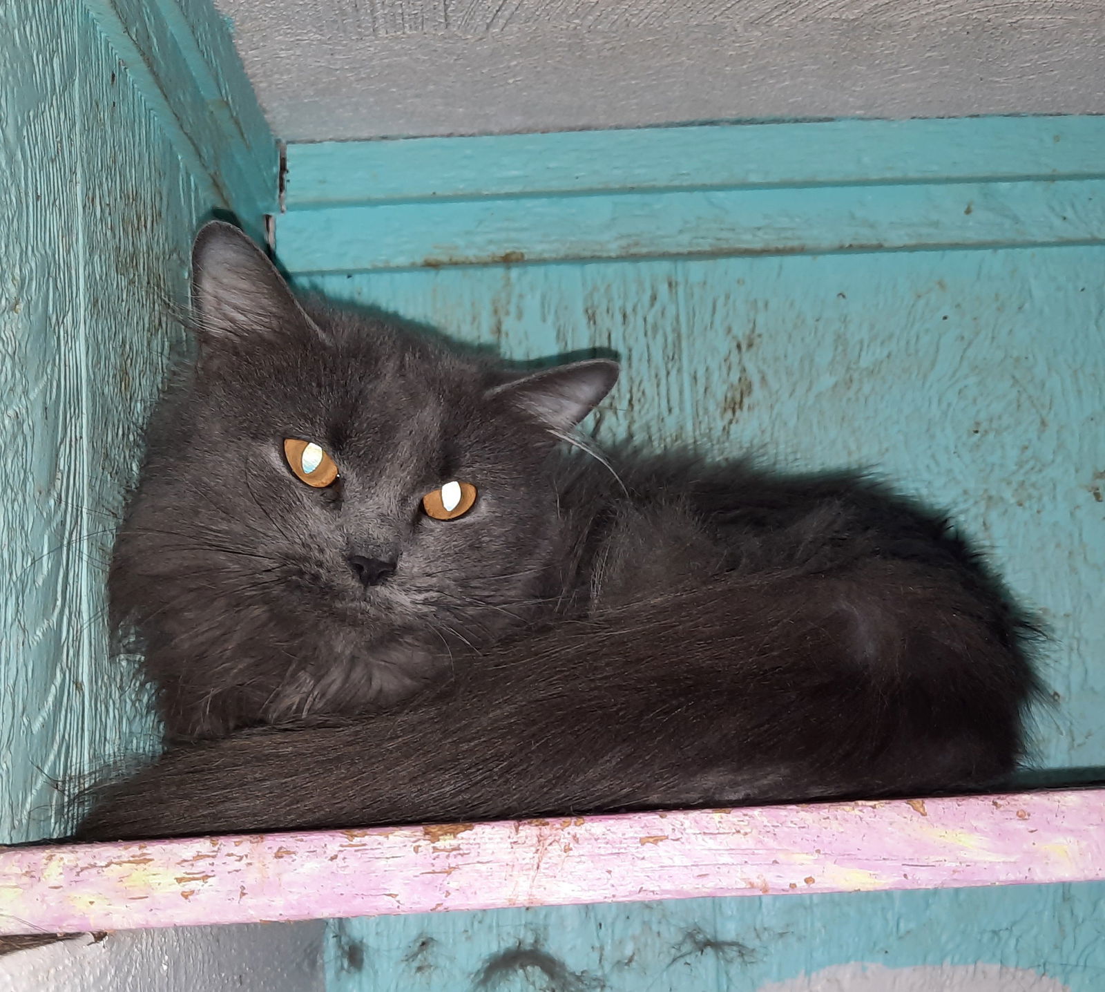 Shadow, an adoptable Domestic Long Hair in Iroquois, IL, 60945 | Photo Image 3