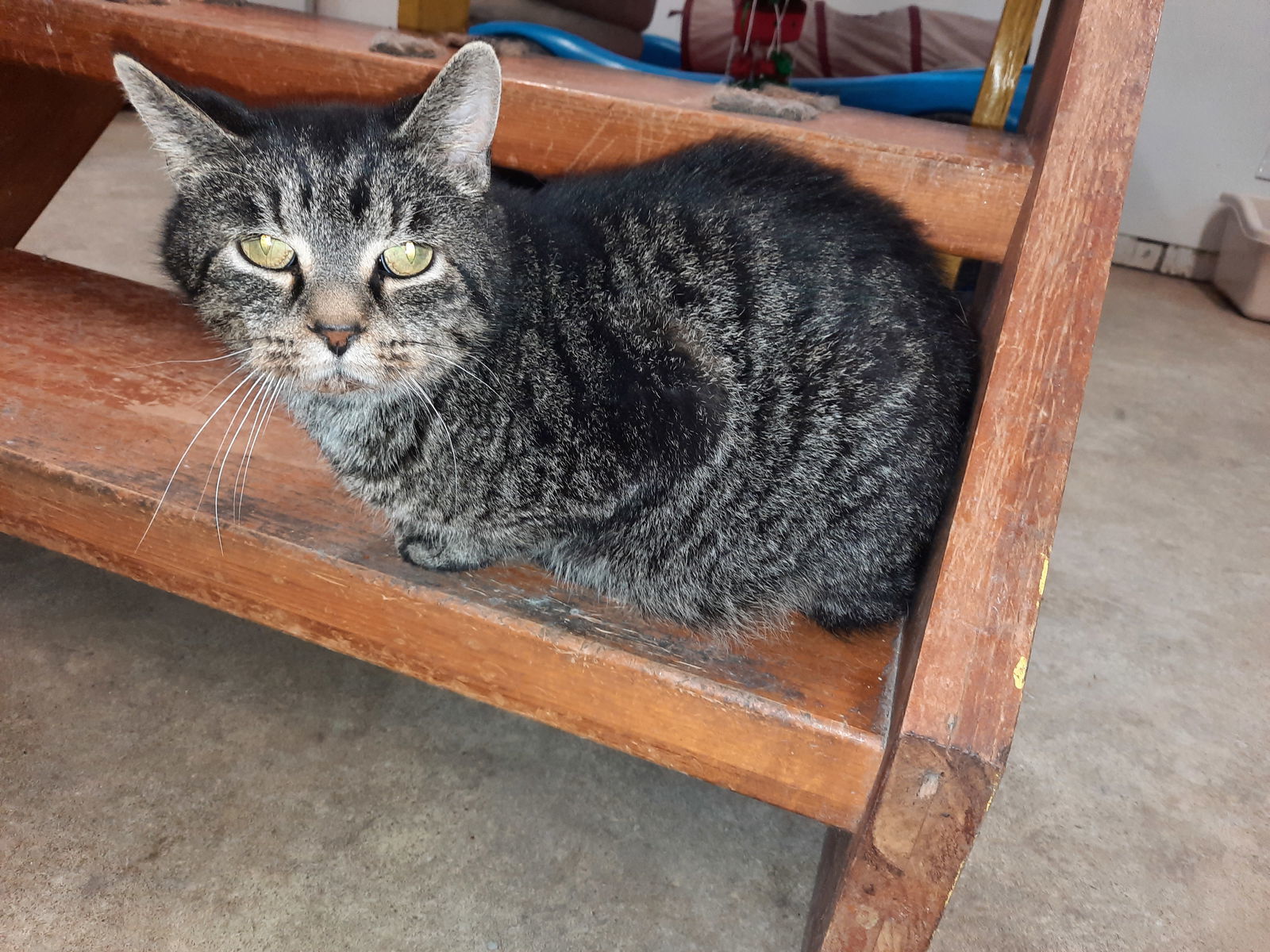 Victor, an adoptable Domestic Short Hair in Iroquois, IL, 60945 | Photo Image 1