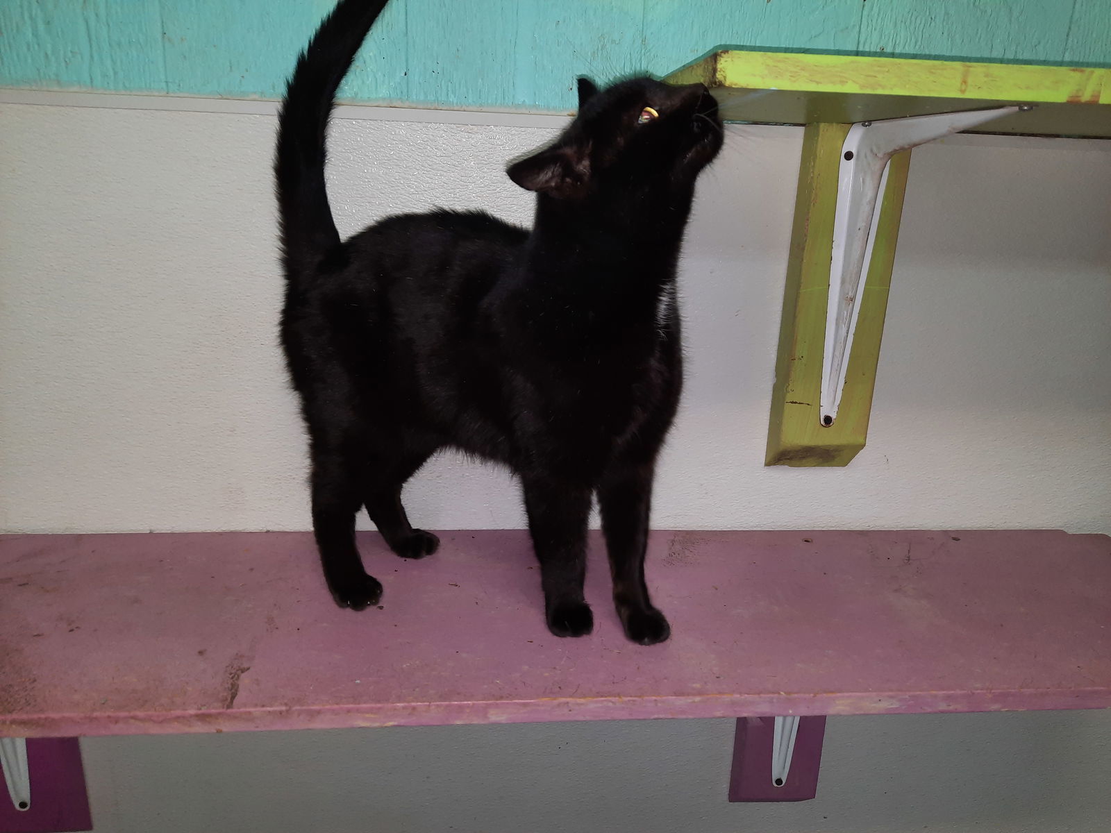 Bitsy, an adoptable Domestic Short Hair in Iroquois, IL, 60945 | Photo Image 1