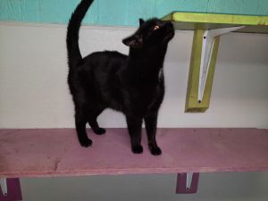 Bitsy, Young Female unknown