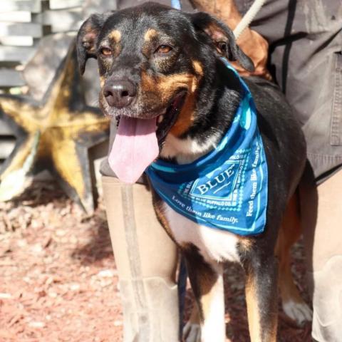 Fury JuM aka Rocky, an adoptable Doberman Pinscher, Black Labrador Retriever in Austin, TX, 78701 | Photo Image 3