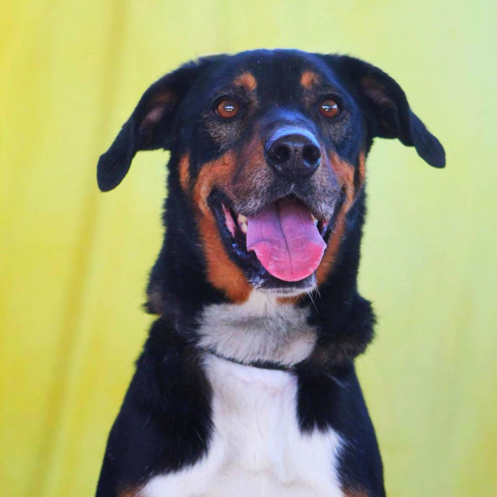 Fury JuM aka Rocky, an adoptable Doberman Pinscher, Black Labrador Retriever in Austin, TX, 78701 | Photo Image 3