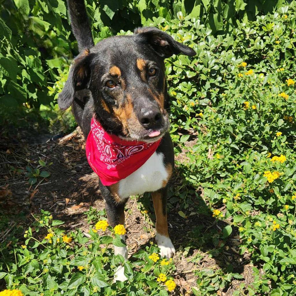 Fury JuM aka Rocky, an adoptable Doberman Pinscher, Black Labrador Retriever in Austin, TX, 78701 | Photo Image 3