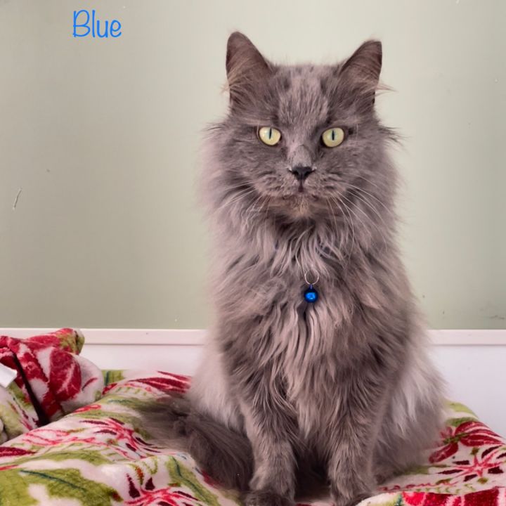Blue, an adoptable Domestic Long Hair in Queenstown, MD_image-2