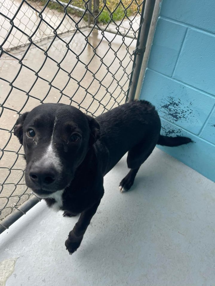 Tucker , an adoptable Labrador Retriever Mix in Leesburg, GA_image-1