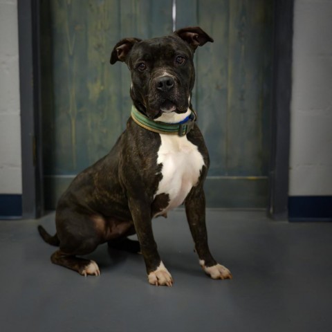 Cassie, an adoptable Pit Bull Terrier in Peachtree City, GA, 30269 | Photo Image 1