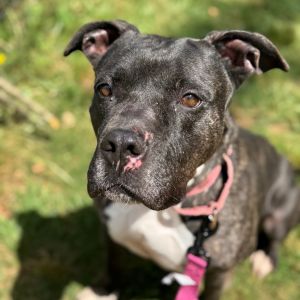 Cassie, Adult Female Pit Bull Terrier