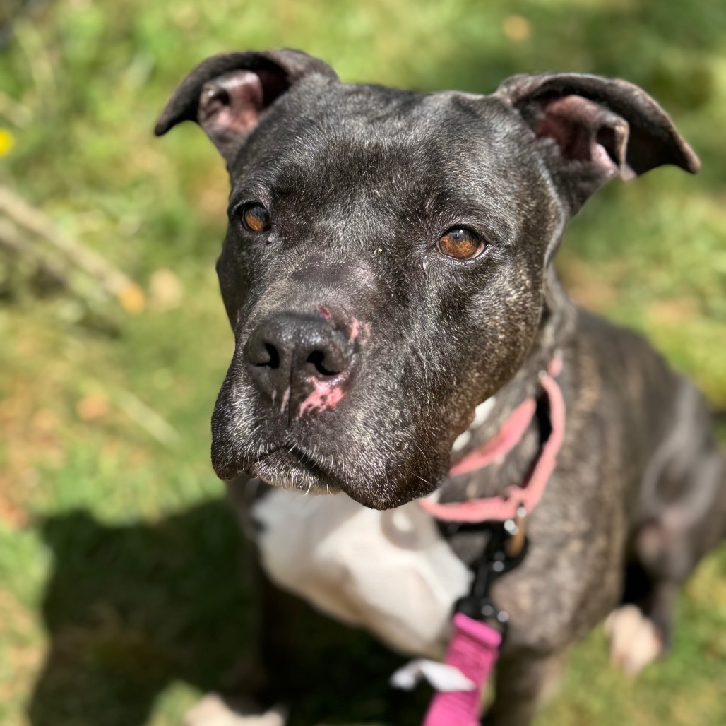 Cassie, an adoptable Pit Bull Terrier in Peachtree City, GA, 30269 | Photo Image 1