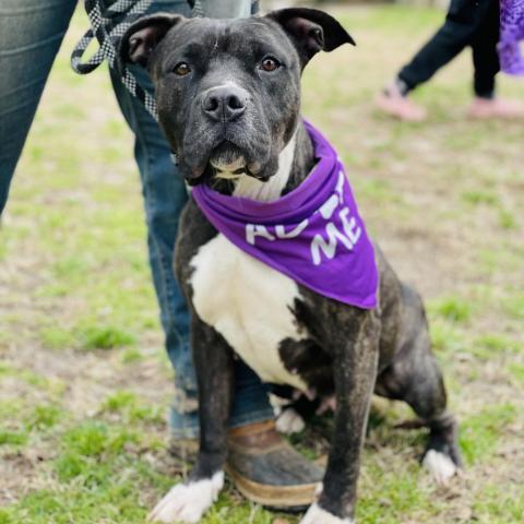 Cassie, an adoptable Pit Bull Terrier in Peachtree City, GA, 30269 | Photo Image 4