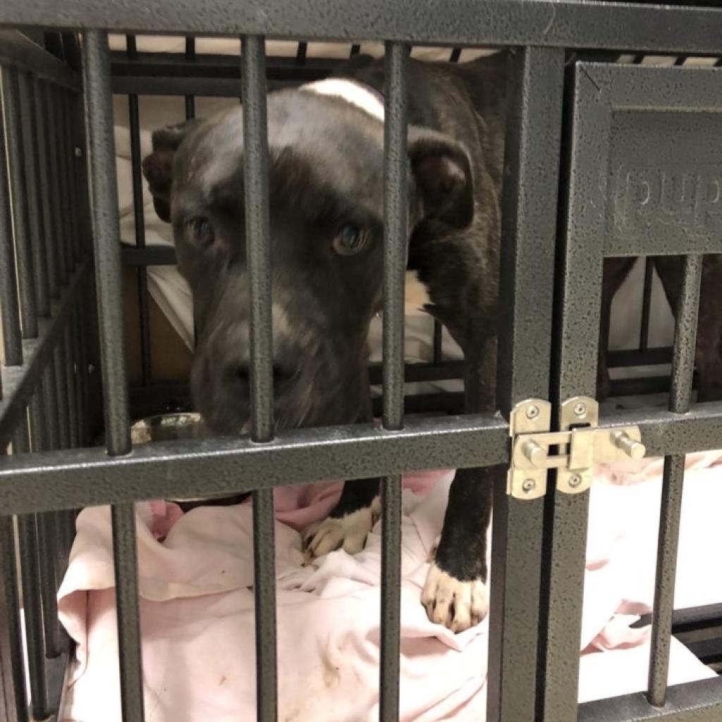 Cassie, an adoptable Pit Bull Terrier in Peachtree City, GA, 30269 | Photo Image 5