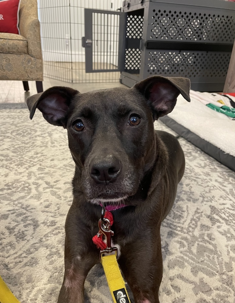 Santini, an adoptable Pit Bull Terrier, Labrador Retriever in Boston, MA, 02113 | Photo Image 3