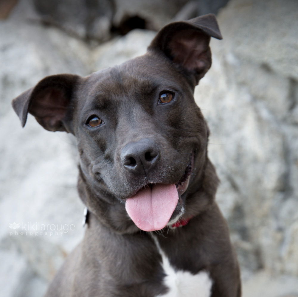 Santini, an adoptable Pit Bull Terrier, Labrador Retriever in Boston, MA, 02113 | Photo Image 3