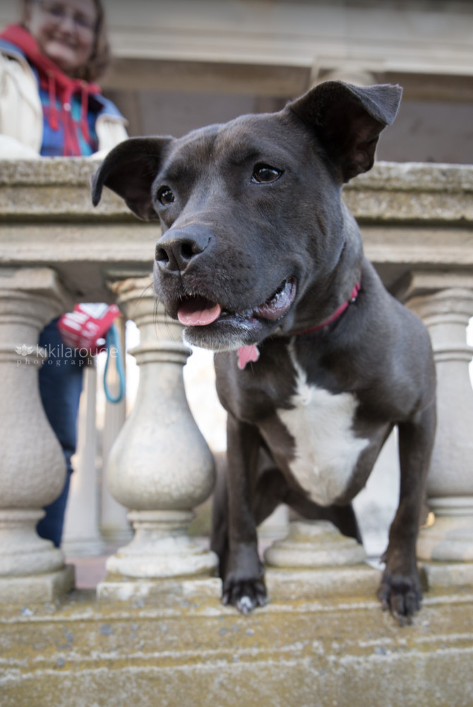 Santini, an adoptable Pit Bull Terrier, Labrador Retriever in Boston, MA, 02113 | Photo Image 4