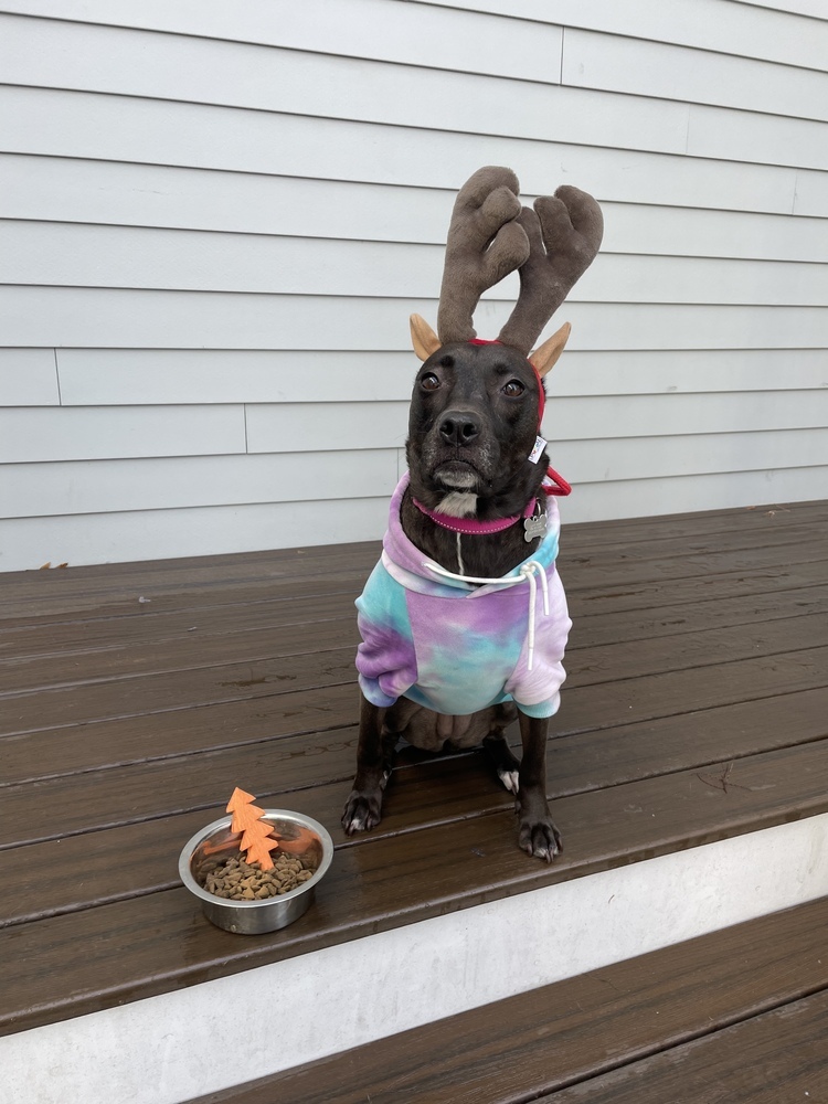 Santini, an adoptable Pit Bull Terrier, Labrador Retriever in Boston, MA, 02113 | Photo Image 6