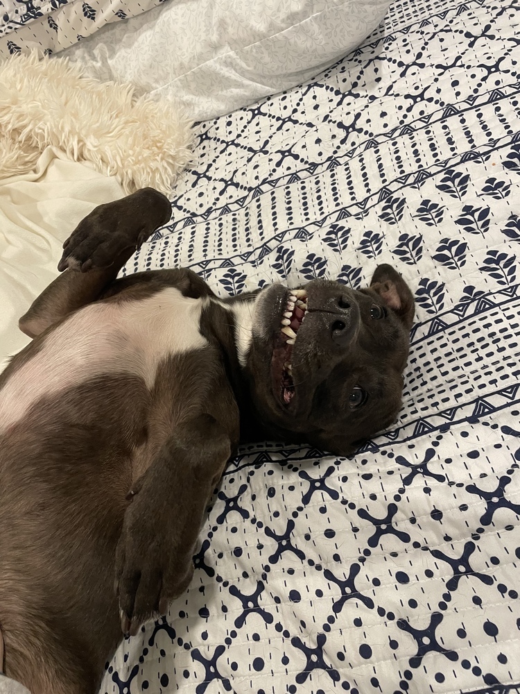 Santini, an adoptable Pit Bull Terrier, Labrador Retriever in Boston, MA, 02113 | Photo Image 6